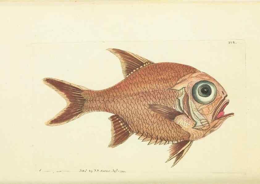 Reproducción/Reproduction 30132177754: The naturalist's miscellany, or Coloured figures of natural objects. London :Printed for Nodder & Co.,1789-1813