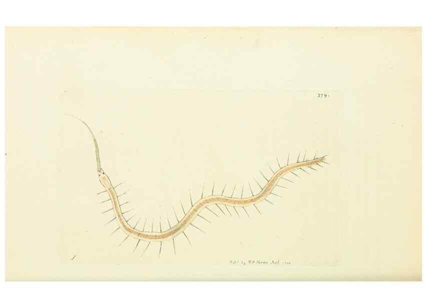 Reproducción/Reproduction 30764321065: The naturalist's miscellany, or Coloured figures of natural objects. London :Printed for Nodder & Co.,1789-1813