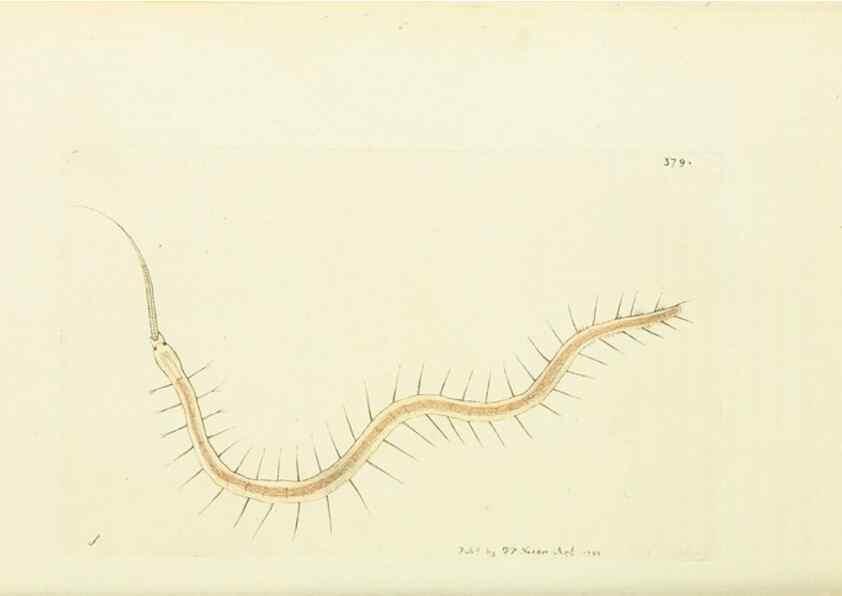 Reproducción/Reproduction 30764321065: The naturalist's miscellany, or Coloured figures of natural objects. London :Printed for Nodder & Co.,1789-1813
