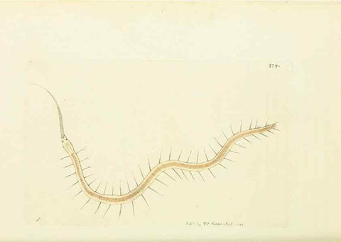Reproducción/Reproduction 30764321065: The naturalist's miscellany, or Coloured figures of natural objects. London :Printed for Nodder & Co.,1789-1813