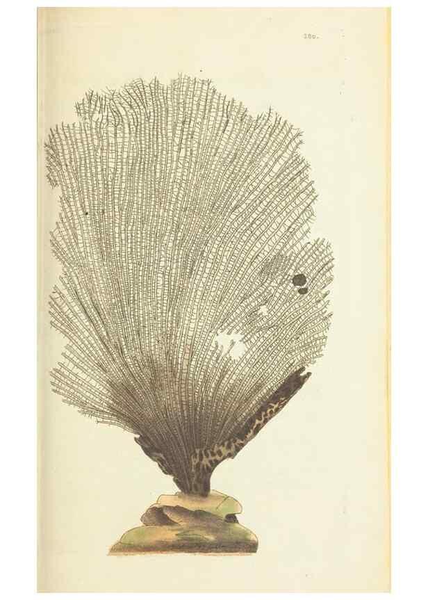 Reproducción/Reproduction 30764322275: The naturalist's miscellany, or Coloured figures of natural objects. London :Printed for Nodder & Co.,1789-1813