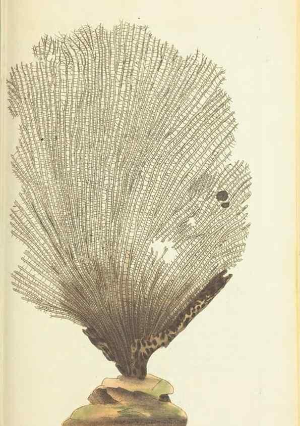 Reproducción/Reproduction 30764322275: The naturalist's miscellany, or Coloured figures of natural objects. London :Printed for Nodder & Co.,1789-1813