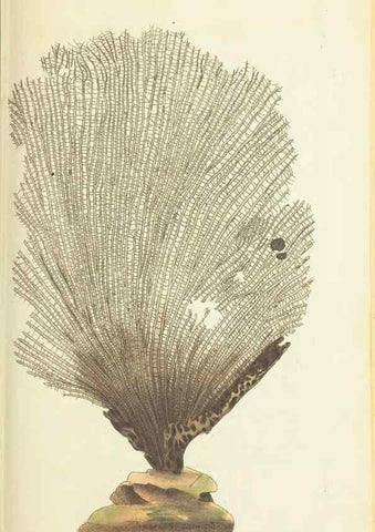 Reproducción/Reproduction 30764322275: The naturalist's miscellany, or Coloured figures of natural objects. London :Printed for Nodder & Co.,1789-1813