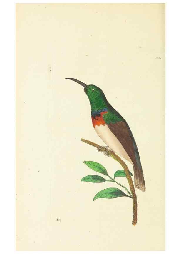Reproducción/Reproduction 30727512296: The naturalist's miscellany, or Coloured figures of natural objects. London :Printed for Nodder & Co.,1789-1813