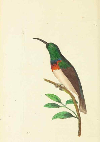 Reproducción/Reproduction 30727512296: The naturalist's miscellany, or Coloured figures of natural objects. London :Printed for Nodder & Co.,1789-1813