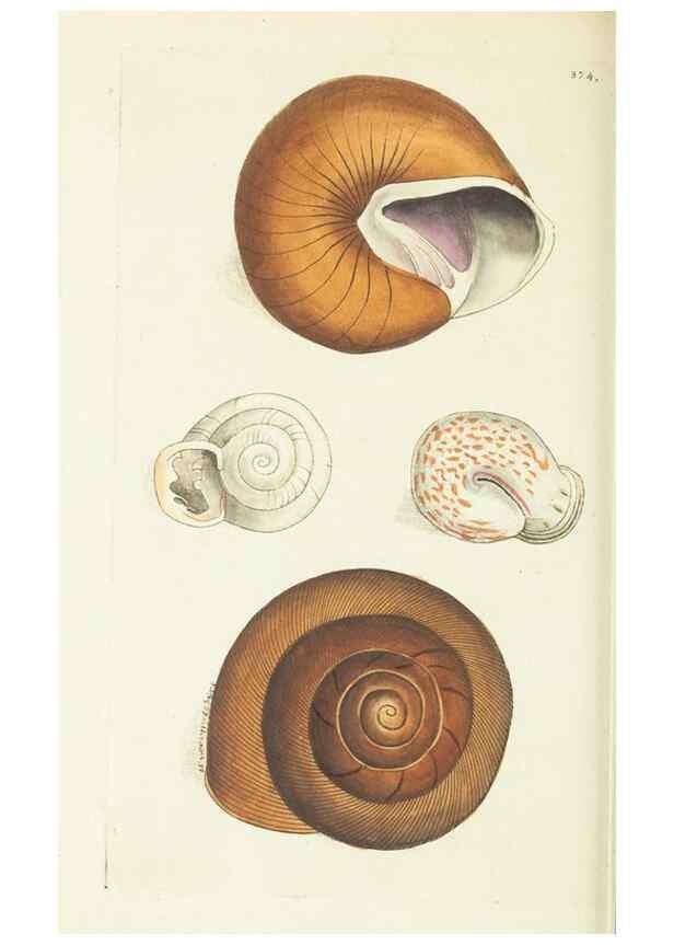 Reproducción/Reproduction 30132169254: The naturalist's miscellany, or Coloured figures of natural objects. London :Printed for Nodder & Co.,1789-1813