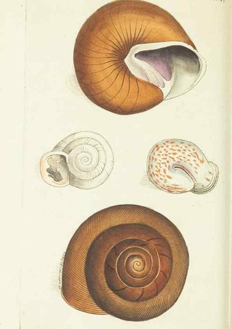 Reproducción/Reproduction 30132169254: The naturalist's miscellany, or Coloured figures of natural objects. London :Printed for Nodder & Co.,1789-1813