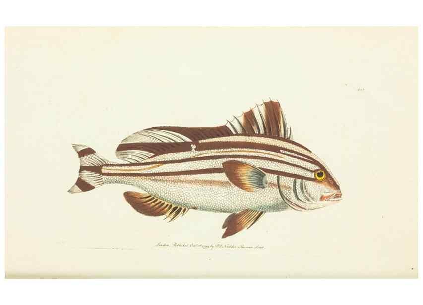 Reproducción/Reproduction 30765257355: The naturalist's miscellany, or Coloured figures of natural objects. London :Printed for Nodder & Co.,1789-1813