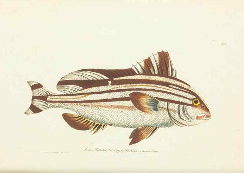 Reproducción/Reproduction 30765257355: The naturalist's miscellany, or Coloured figures of natural objects. London :Printed for Nodder & Co.,1789-1813