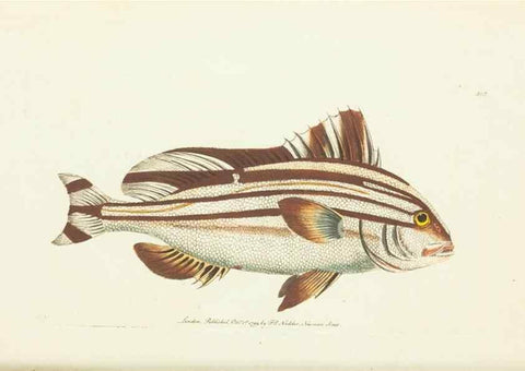 Reproducción/Reproduction 30765257355: The naturalist's miscellany, or Coloured figures of natural objects. London :Printed for Nodder & Co.,1789-1813