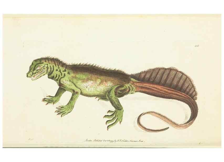 Reproducción/Reproduction 30676880281: The naturalist's miscellany, or Coloured figures of natural objects. London :Printed for Nodder & Co.,1789-1813