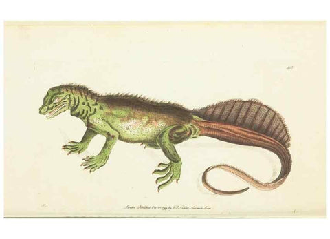 Reproducción/Reproduction 30676880281: The naturalist's miscellany, or Coloured figures of natural objects. London :Printed for Nodder & Co.,1789-1813