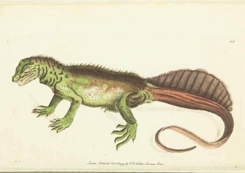 Reproducción/Reproduction 30676880281: The naturalist's miscellany, or Coloured figures of natural objects. London :Printed for Nodder & Co.,1789-1813