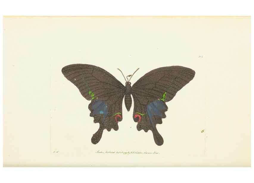 Reproducción/Reproduction 30676882371: The naturalist's miscellany, or Coloured figures of natural objects. London :Printed for Nodder & Co.,1789-1813