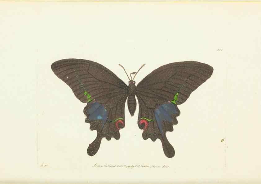 Reproducción/Reproduction 30676882371: The naturalist's miscellany, or Coloured figures of natural objects. London :Printed for Nodder & Co.,1789-1813