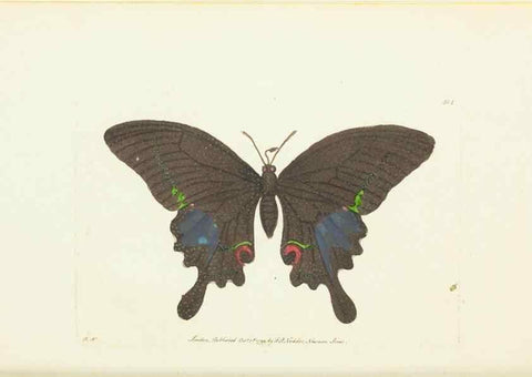 Reproducción/Reproduction 30676882371: The naturalist's miscellany, or Coloured figures of natural objects. London :Printed for Nodder & Co.,1789-1813