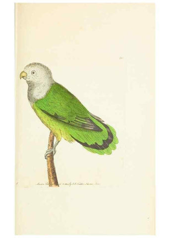 Reproducción/Reproduction 30676910951: The naturalist's miscellany, or Coloured figures of natural objects. London :Printed for Nodder & Co.,1789-1813