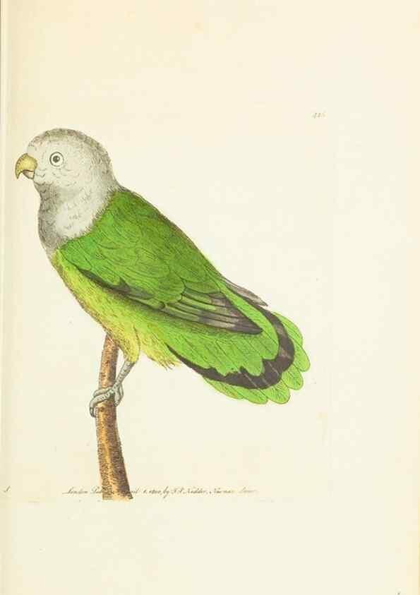 Reproducción/Reproduction 30676910951: The naturalist's miscellany, or Coloured figures of natural objects. London :Printed for Nodder & Co.,1789-1813
