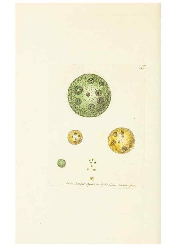 Reproducción/Reproduction 30648571872: The naturalist's miscellany, or Coloured figures of natural objects. London :Printed for Nodder & Co.,1789-1813
