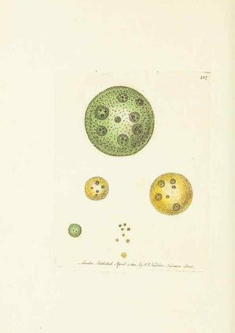 Reproducción/Reproduction 30648571872: The naturalist's miscellany, or Coloured figures of natural objects. London :Printed for Nodder & Co.,1789-1813
