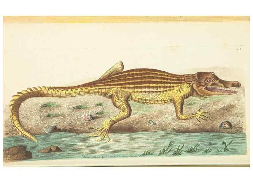 Reproducción/Reproduction 30648573862: The naturalist's miscellany, or Coloured figures of natural objects. London :Printed for Nodder & Co.,1789-1813