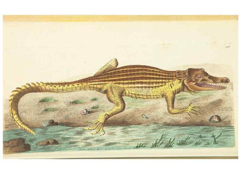 Reproducción/Reproduction 30648573862: The naturalist's miscellany, or Coloured figures of natural objects. London :Printed for Nodder & Co.,1789-1813