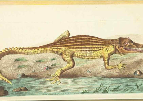 Reproducción/Reproduction 30648573862: The naturalist's miscellany, or Coloured figures of natural objects. London :Printed for Nodder & Co.,1789-1813