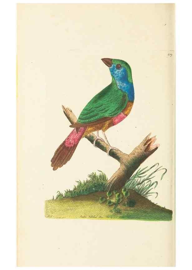 Reproducción/Reproduction 30648575942: The naturalist's miscellany, or Coloured figures of natural objects. London :Printed for Nodder & Co.,1789-1813