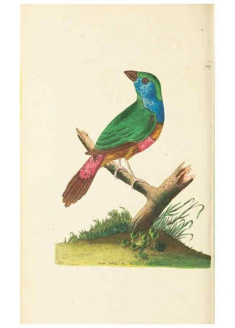 Reproducción/Reproduction 30648575942: The naturalist's miscellany, or Coloured figures of natural objects. London :Printed for Nodder & Co.,1789-1813