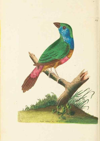 Reproducción/Reproduction 30648575942: The naturalist's miscellany, or Coloured figures of natural objects. London :Printed for Nodder & Co.,1789-1813