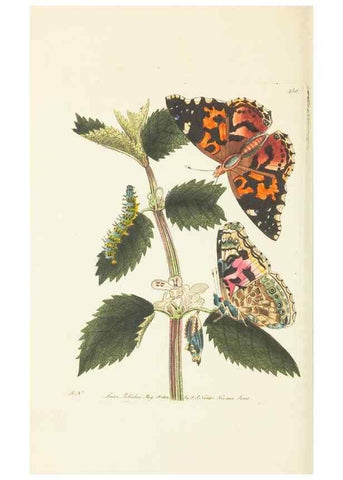 Reproducción/Reproduction 30648577682: The naturalist's miscellany, or Coloured figures of natural objects. London :Printed for Nodder & Co.,1789-1813