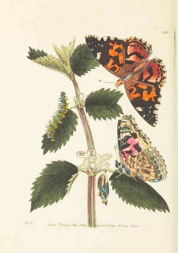 Reproducción/Reproduction 30648577682: The naturalist's miscellany, or Coloured figures of natural objects. London :Printed for Nodder & Co.,1789-1813