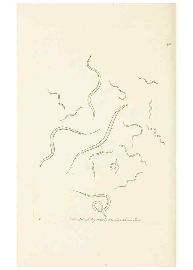Reproducción/Reproduction 30648579312: The naturalist's miscellany, or Coloured figures of natural objects. London :Printed for Nodder & Co.,1789-1813