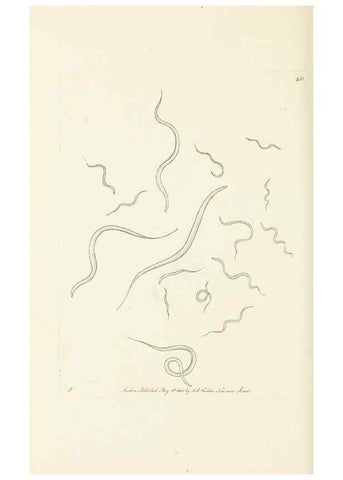 Reproducción/Reproduction 30648579312: The naturalist's miscellany, or Coloured figures of natural objects. London :Printed for Nodder & Co.,1789-1813