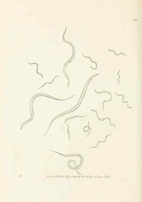 Reproducción/Reproduction 30648579312: The naturalist's miscellany, or Coloured figures of natural objects. London :Printed for Nodder & Co.,1789-1813