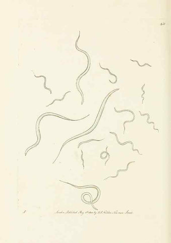Reproducción/Reproduction 30648579312: The naturalist's miscellany, or Coloured figures of natural objects. London :Printed for Nodder & Co.,1789-1813