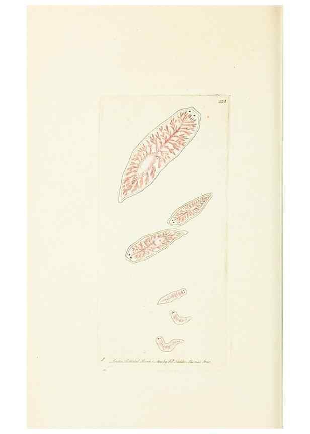 Reproducción/Reproduction 30648566922: The naturalist's miscellany, or Coloured figures of natural objects. London :Printed for Nodder & Co.,1789-1813