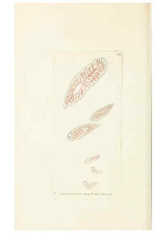 Reproducción/Reproduction 30648566922: The naturalist's miscellany, or Coloured figures of natural objects. London :Printed for Nodder & Co.,1789-1813