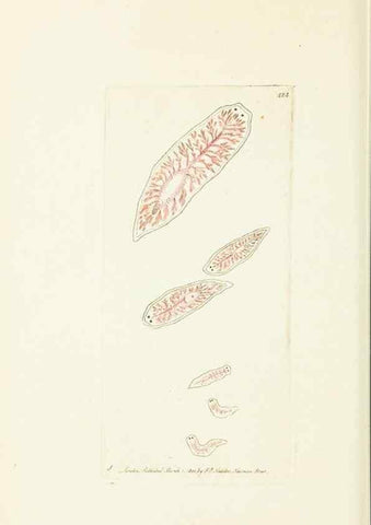 Reproducción/Reproduction 30648566922: The naturalist's miscellany, or Coloured figures of natural objects. London :Printed for Nodder & Co.,1789-1813