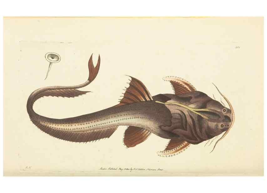 Reproducción/Reproduction 30676922021: The naturalist's miscellany, or Coloured figures of natural objects. London :Printed for Nodder & Co.,1789-1813