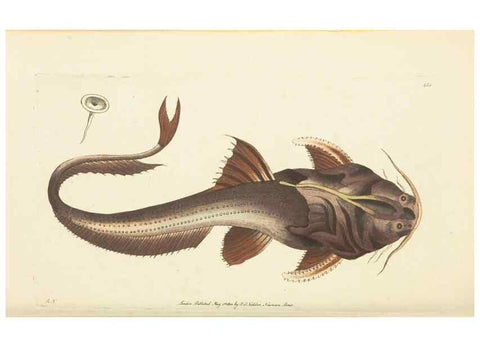 Reproducción/Reproduction 30676922021: The naturalist's miscellany, or Coloured figures of natural objects. London :Printed for Nodder & Co.,1789-1813