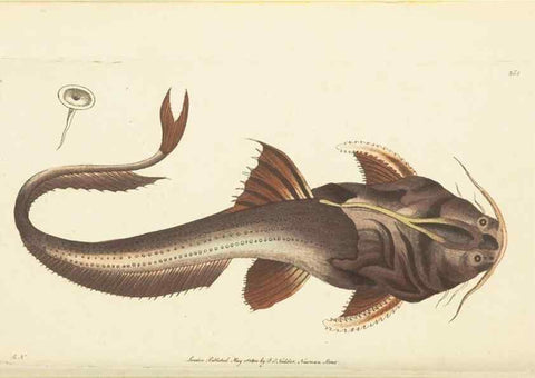 Reproducción/Reproduction 30676922021: The naturalist's miscellany, or Coloured figures of natural objects. London :Printed for Nodder & Co.,1789-1813