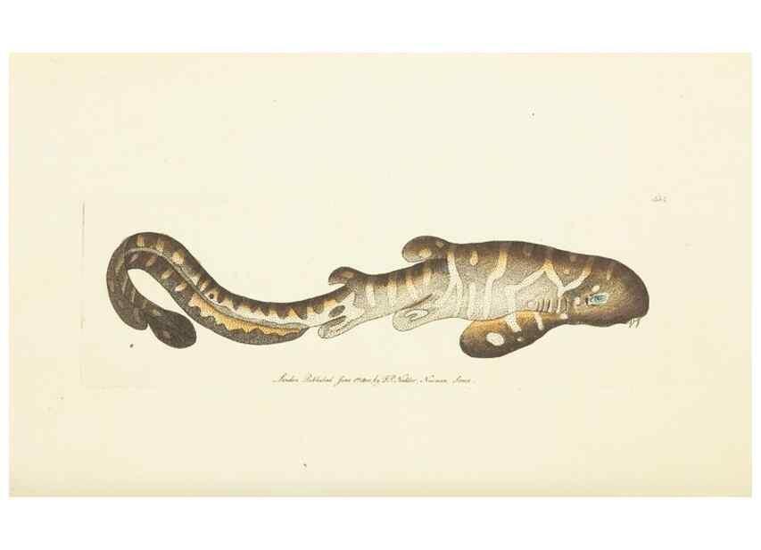 Reproducción/Reproduction 30676925521: The naturalist's miscellany, or Coloured figures of natural objects. London :Printed for Nodder & Co.,1789-1813