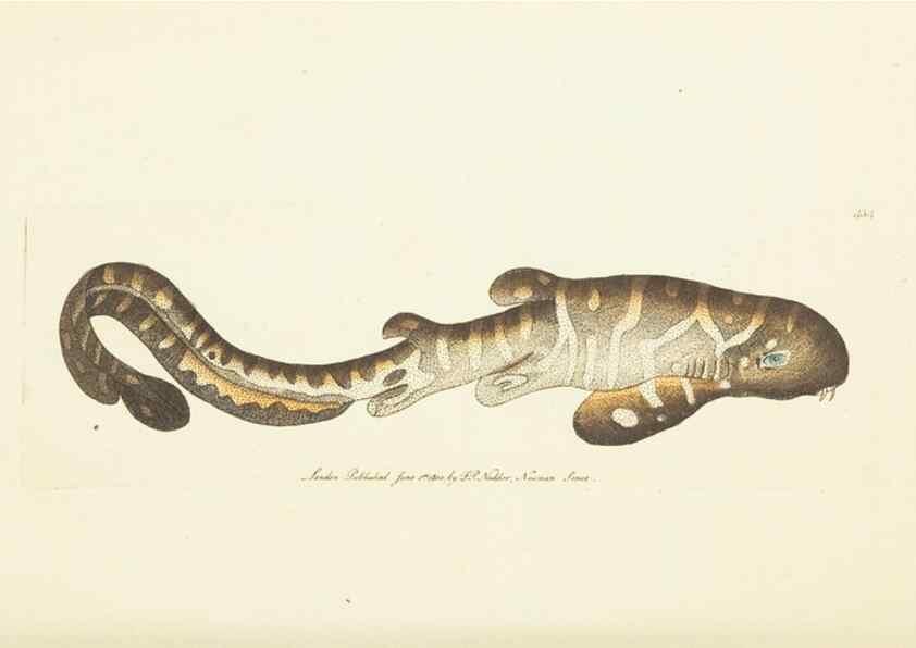 Reproducción/Reproduction 30676925521: The naturalist's miscellany, or Coloured figures of natural objects. London :Printed for Nodder & Co.,1789-1813