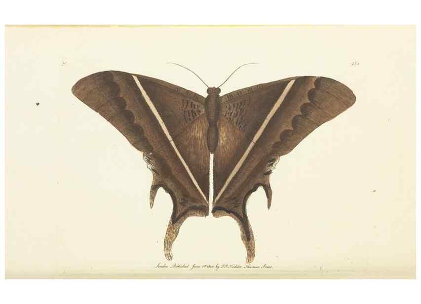Reproducción/Reproduction 30648585482: The naturalist's miscellany, or Coloured figures of natural objects. London :Printed for Nodder & Co.,1789-1813