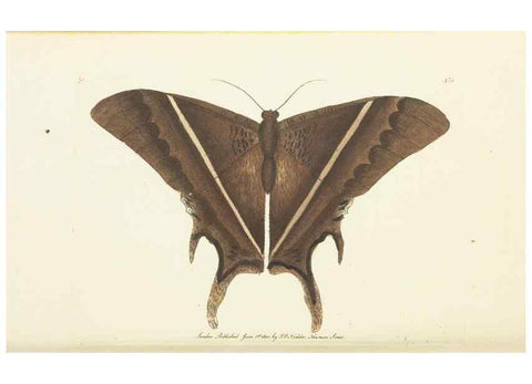 Reproducción/Reproduction 30648585482: The naturalist's miscellany, or Coloured figures of natural objects. London :Printed for Nodder & Co.,1789-1813
