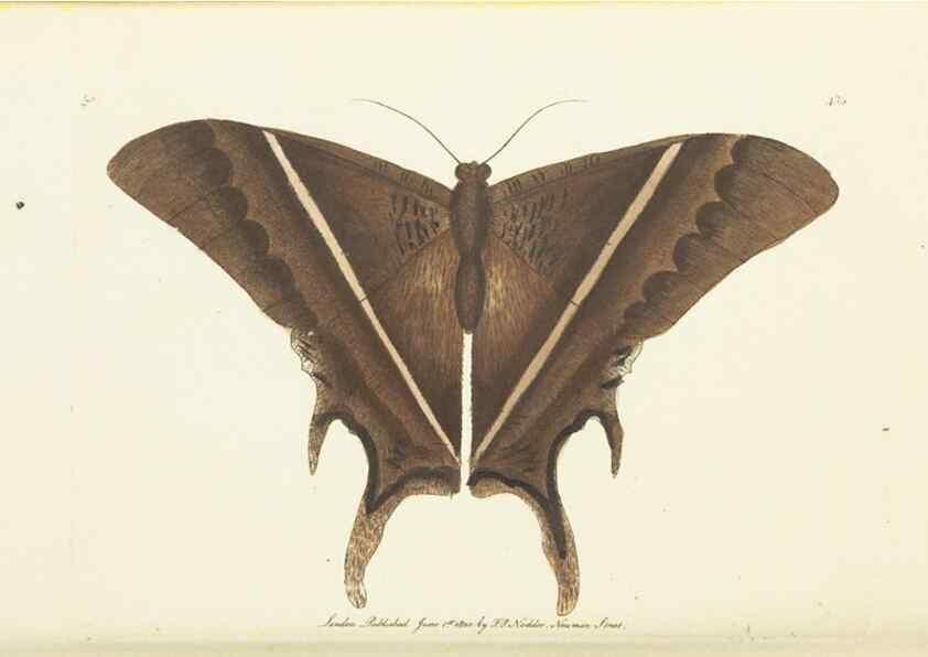 Reproducción/Reproduction 30648585482: The naturalist's miscellany, or Coloured figures of natural objects. London :Printed for Nodder & Co.,1789-1813