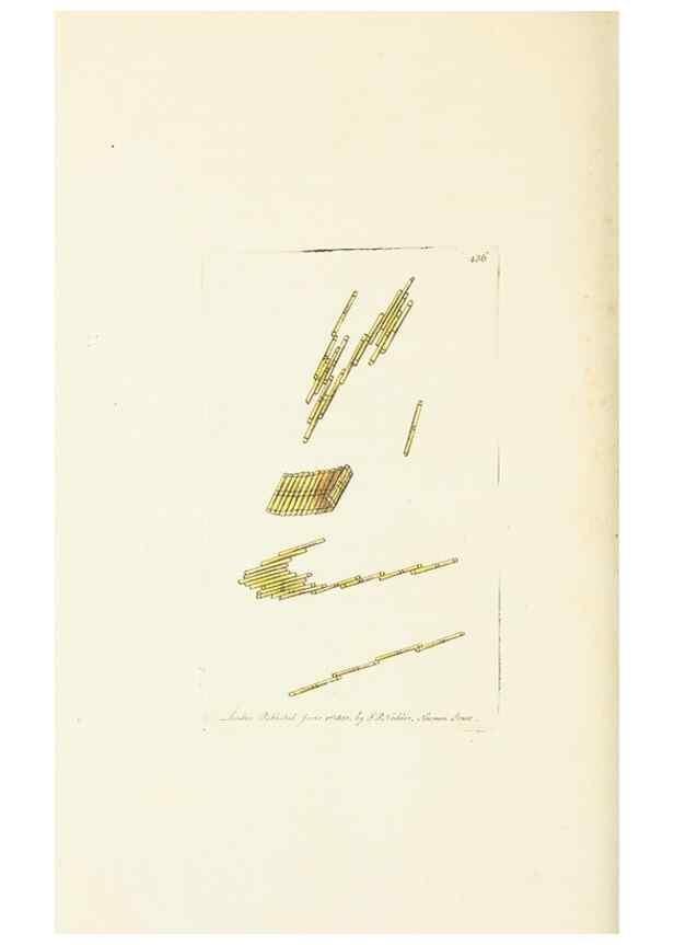 Reproducción/Reproduction 30648586432: The naturalist's miscellany, or Coloured figures of natural objects. London :Printed for Nodder & Co.,1789-1813