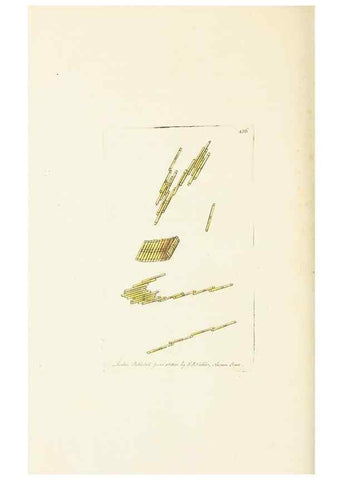 Reproducción/Reproduction 30648586432: The naturalist's miscellany, or Coloured figures of natural objects. London :Printed for Nodder & Co.,1789-1813