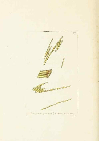 Reproducción/Reproduction 30648586432: The naturalist's miscellany, or Coloured figures of natural objects. London :Printed for Nodder & Co.,1789-1813